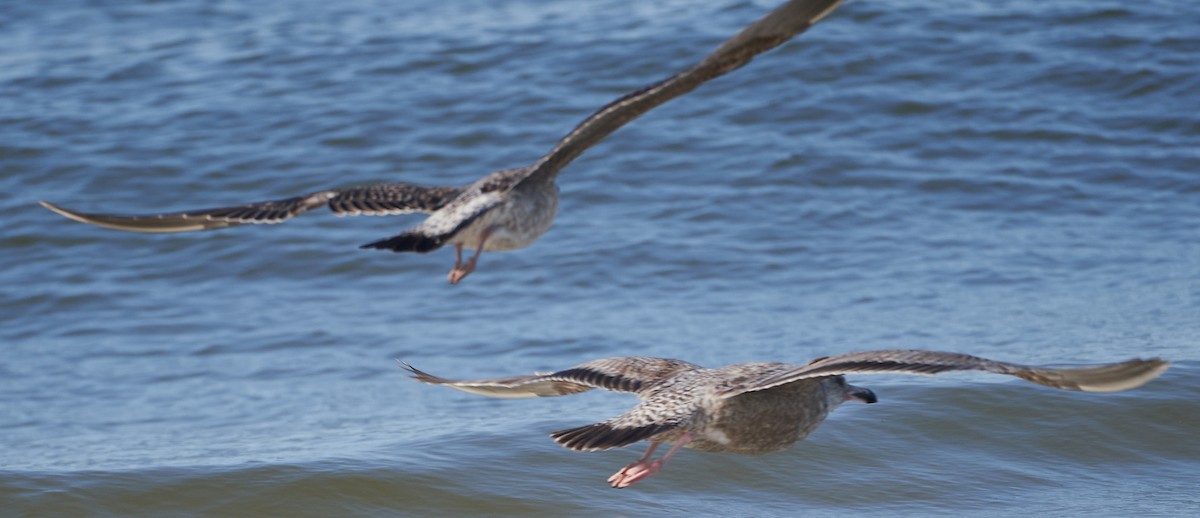 Lesser Black-backed Gull - ML429169721