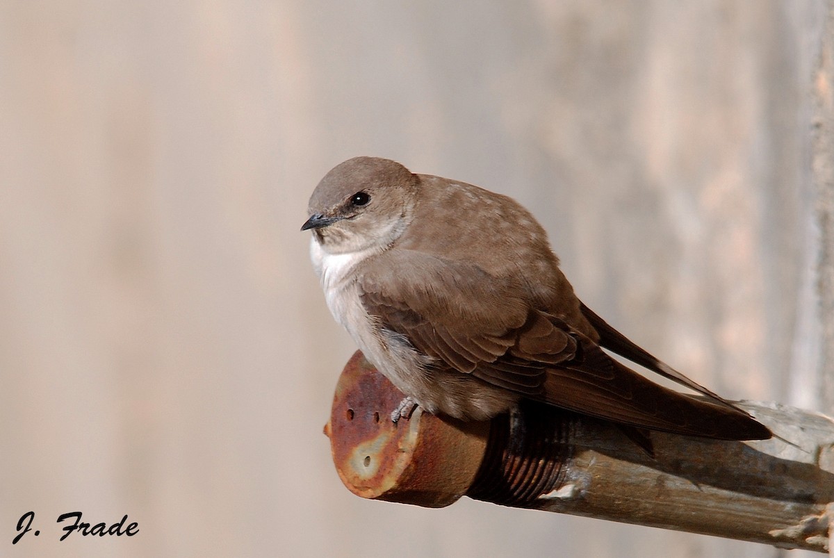 Eurasian Crag-Martin - ML42917161