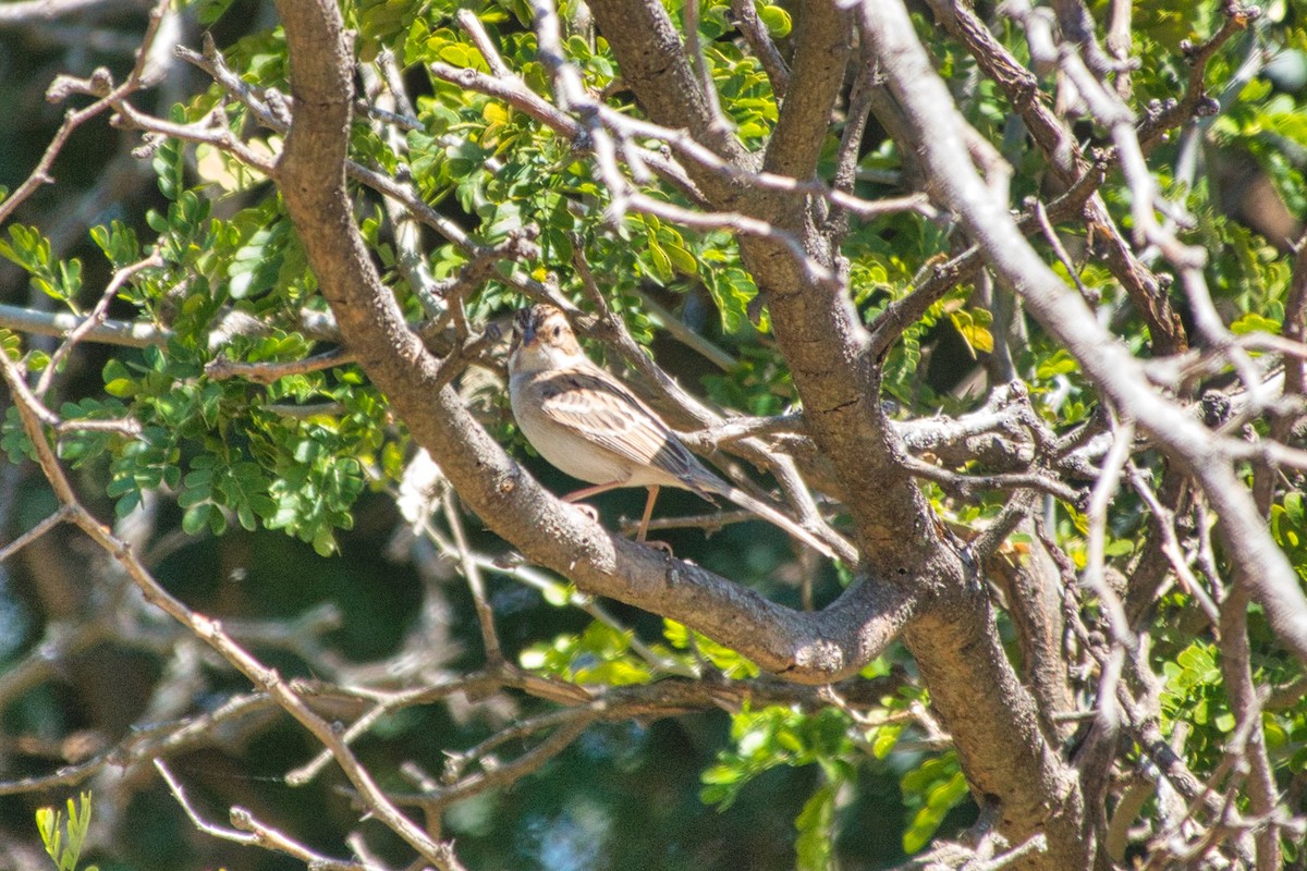 Clay-colored Sparrow - ML429171631