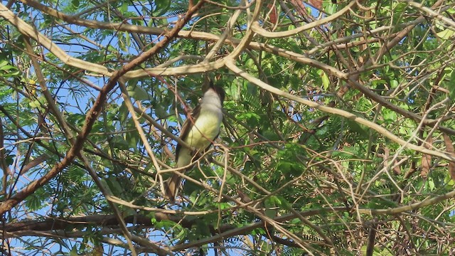 Grenada Flycatcher - ML429172941