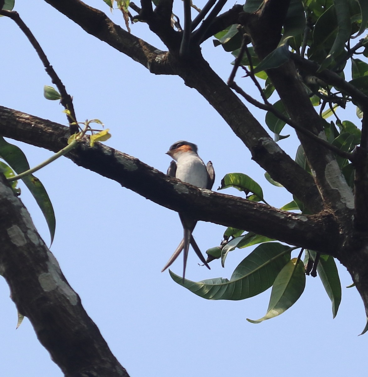 Crested Treeswift - Sanket Raut