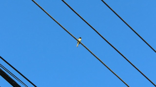 Yellow-bellied Seedeater - ML429173401