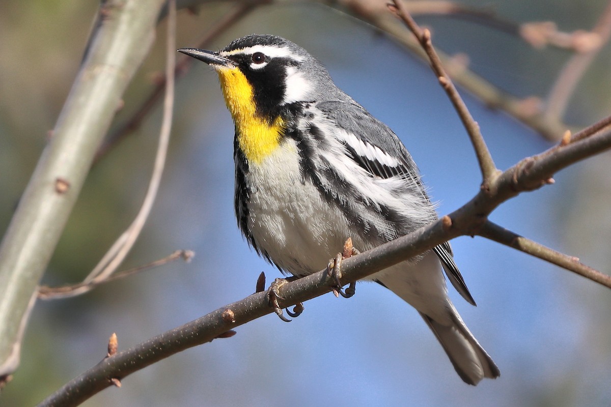 Yellow-throated Warbler - ML429173421