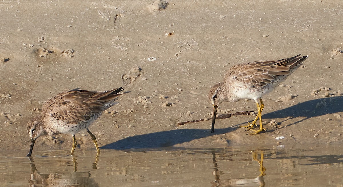 Short-billed Dowitcher - ML429173741