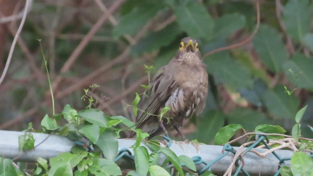 Spectacled Thrush - ML429174021