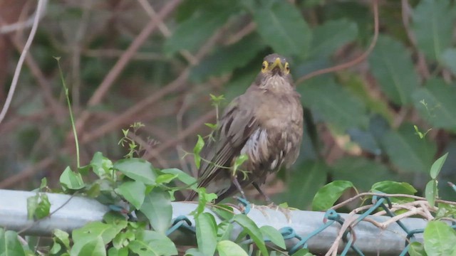 Spectacled Thrush - ML429174021