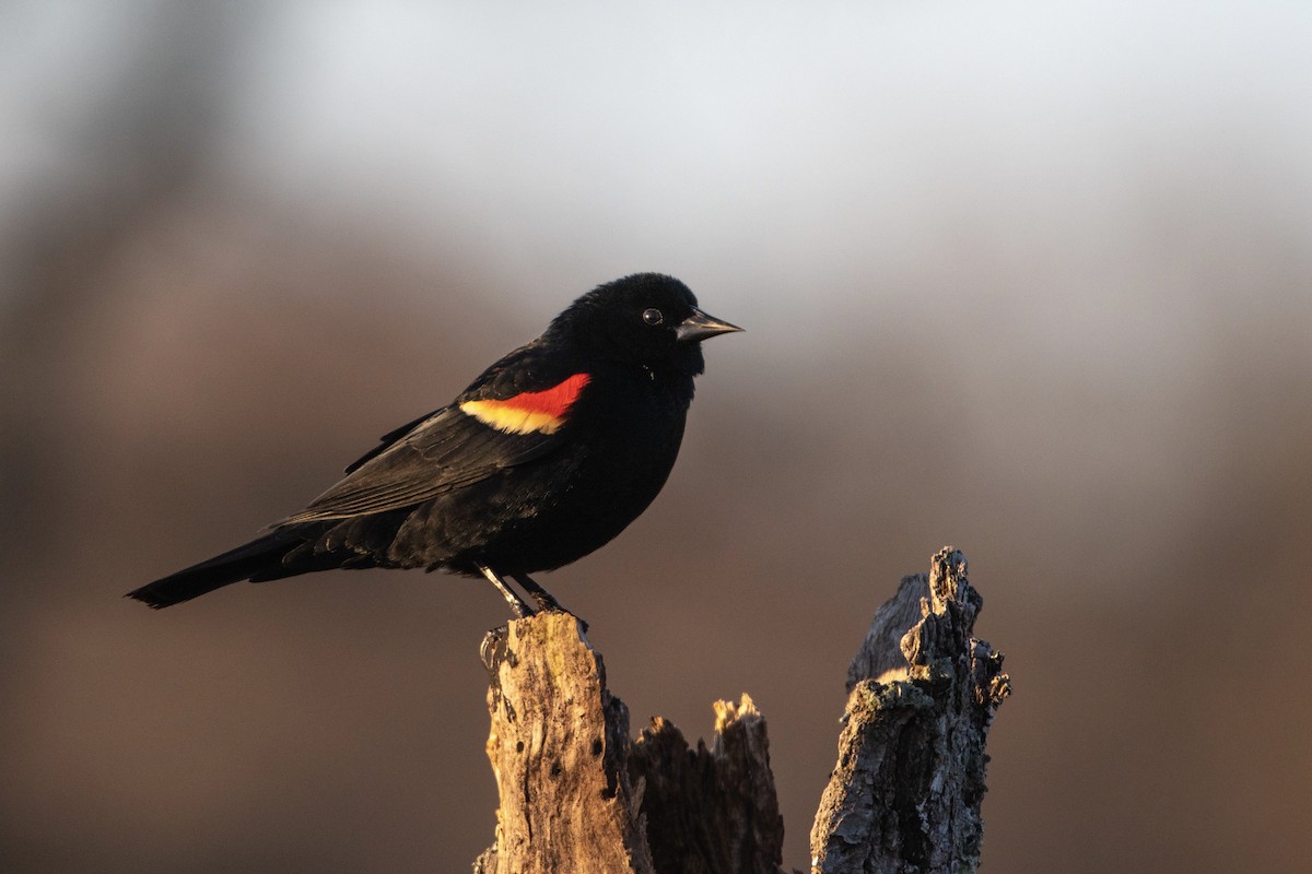 Red-winged Blackbird - ML429175131