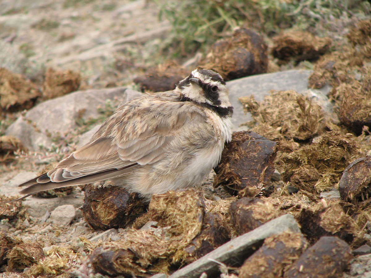 Horned Lark - ML42917561