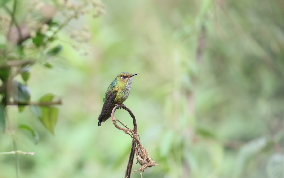 Fleckenbauchkolibri - ML429176291