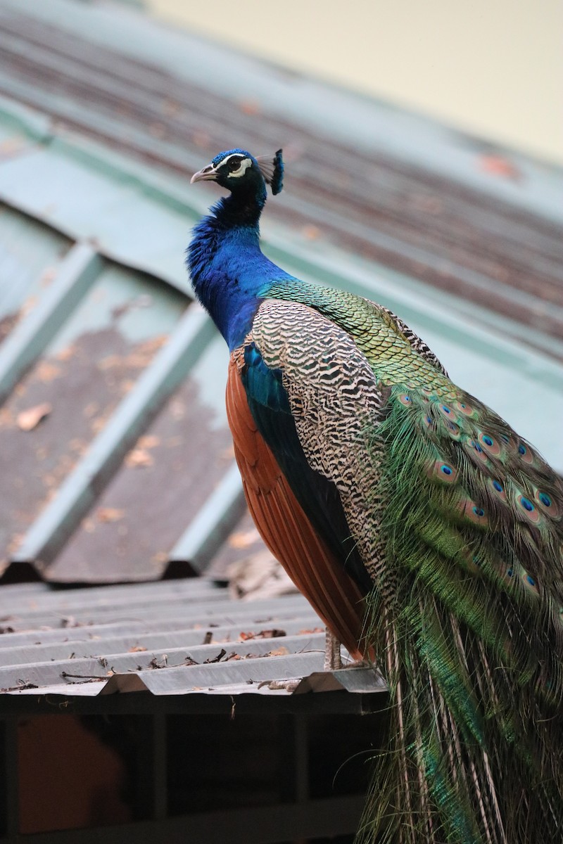 Indian Peafowl - ML429176501