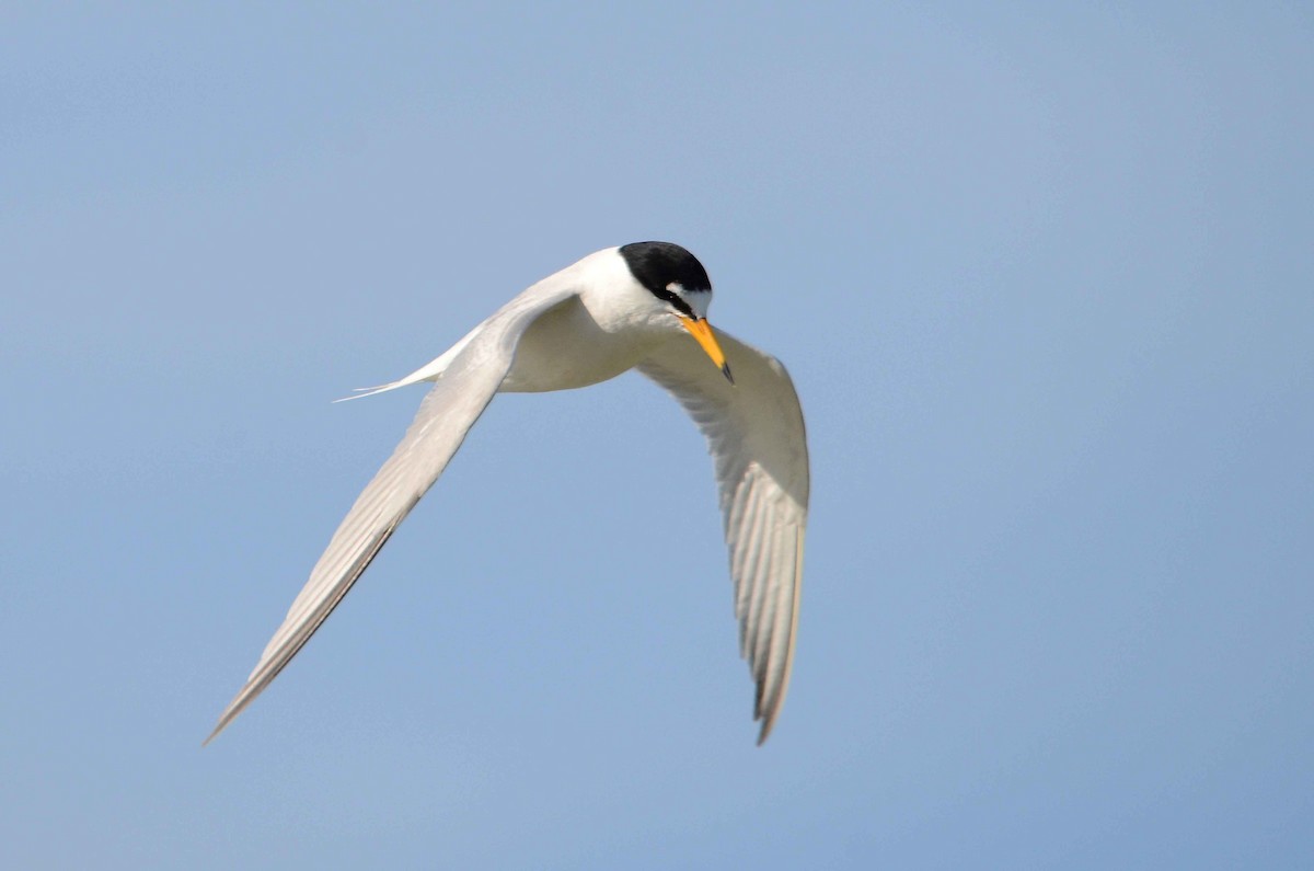 Little Tern - José Frade
