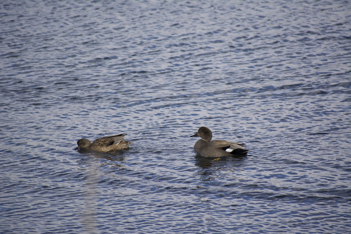 Canard chipeau - ML429177311