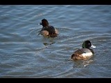 Greater Scaup - ML429177431