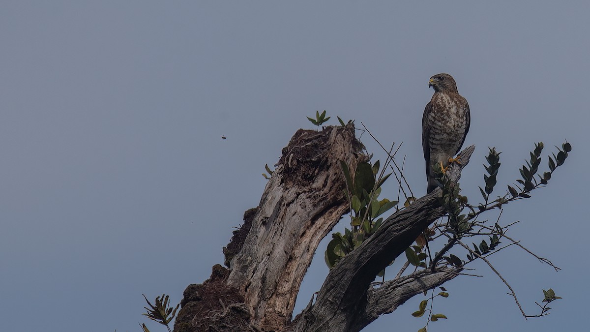 káně širokokřídlá (ssp. platypterus) - ML429178441