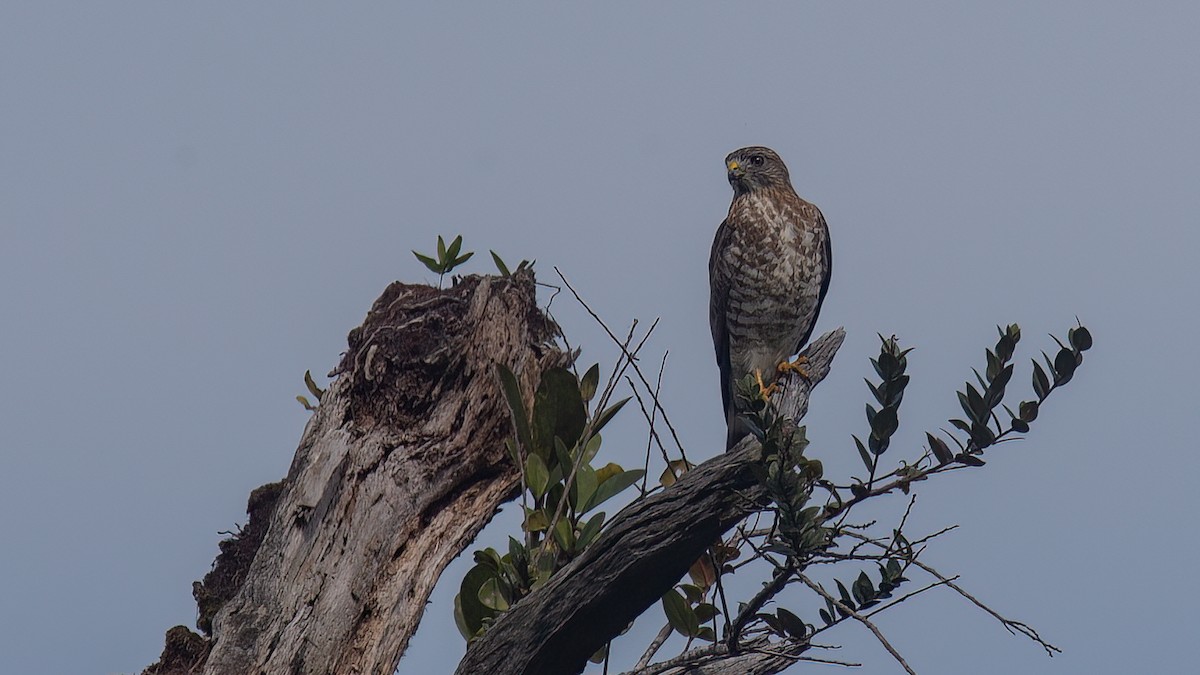 káně širokokřídlá (ssp. platypterus) - ML429178461