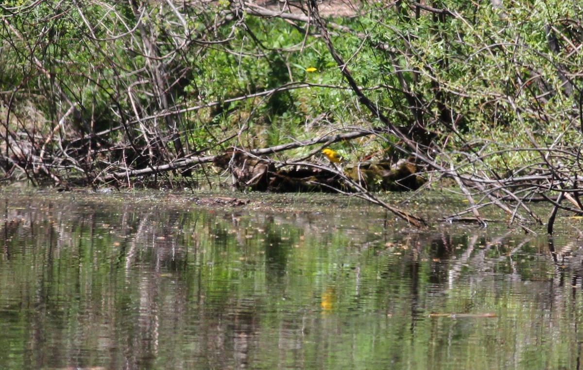 Prothonotary Warbler - ML42917851