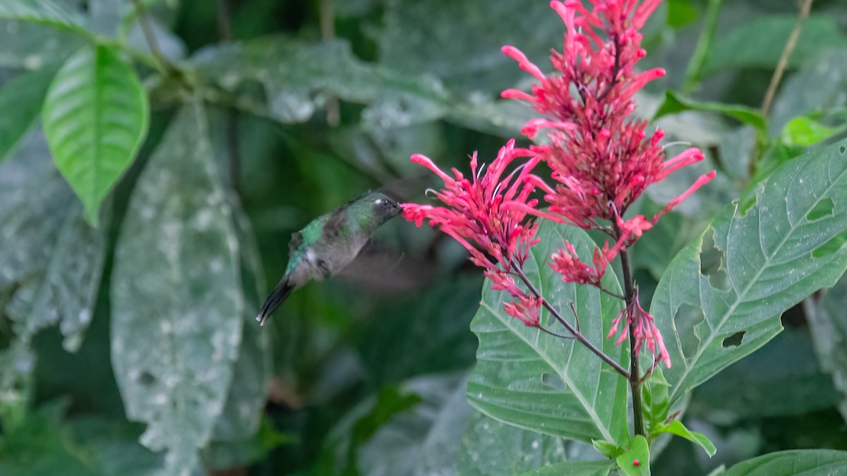 kolibřík smaragdovohrdlý - ML429179081