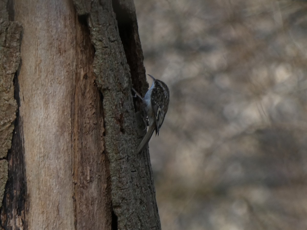 Eurasian Treecreeper - ML429179171