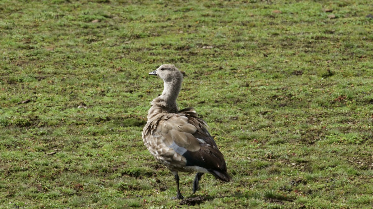 Blue-winged Goose - ML429179331