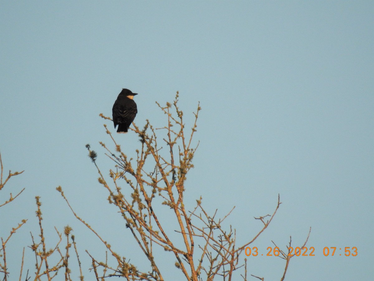 Eastern Kingbird - ML429179501