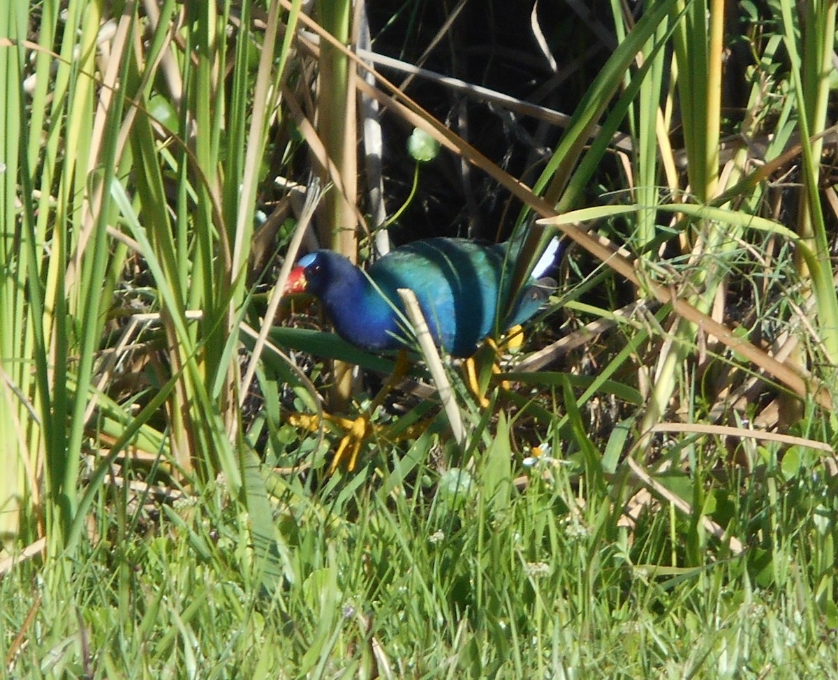 Purple Gallinule - Sharon Buck