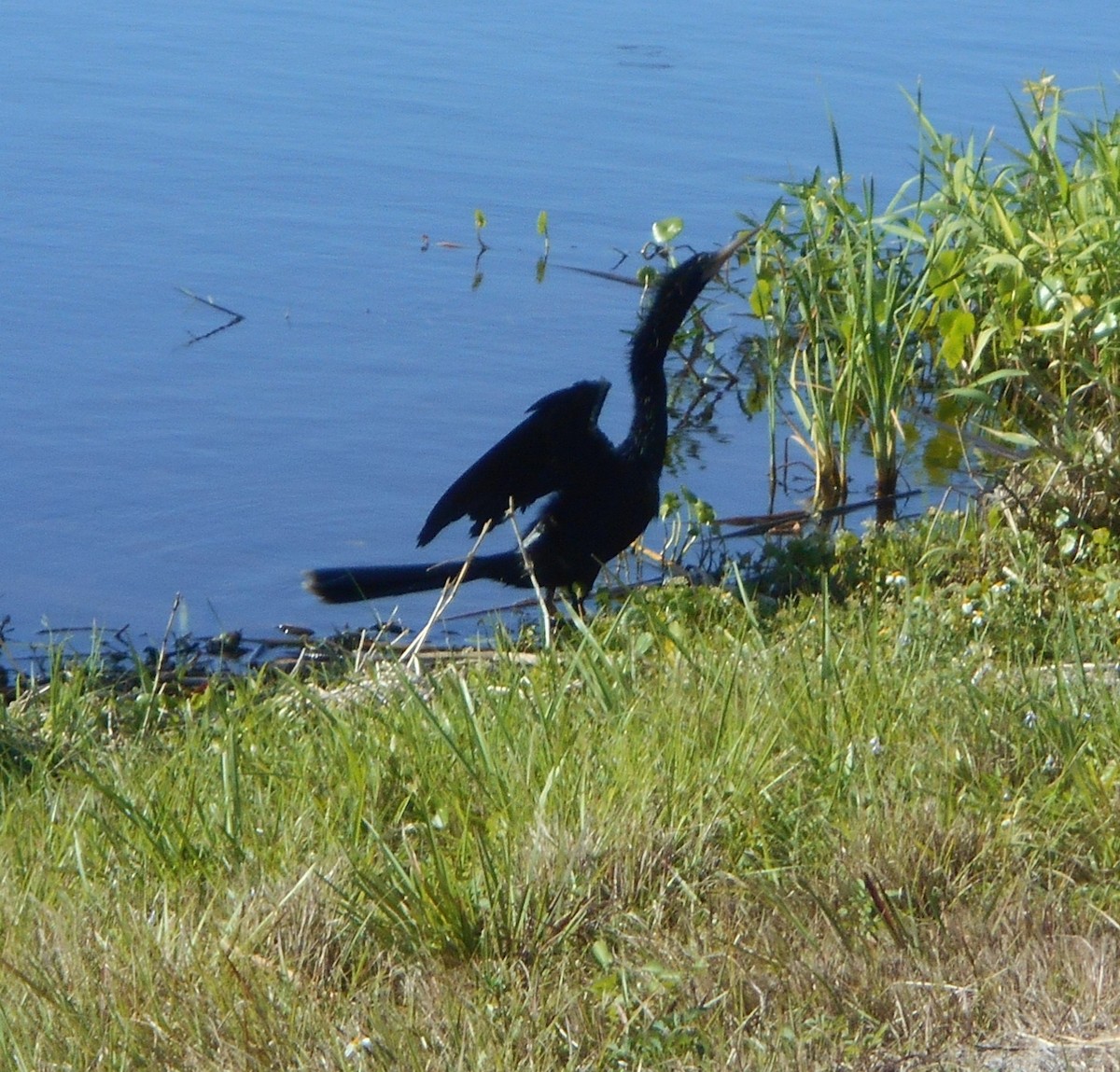 Anhinga d'Amérique - ML429179851