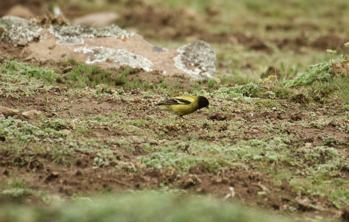 Serín Cabecinegro - ML429180361