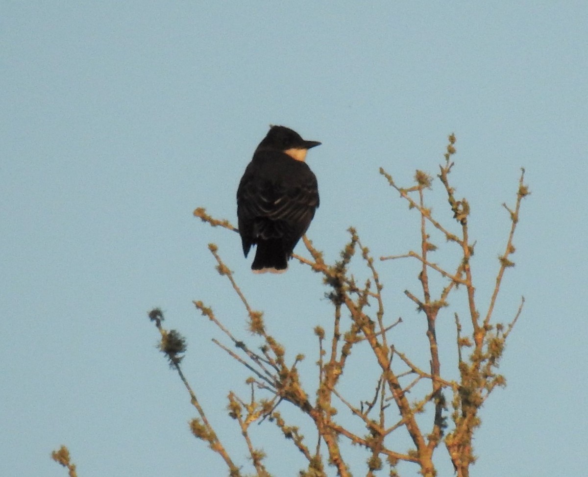 Eastern Kingbird - ML429180491