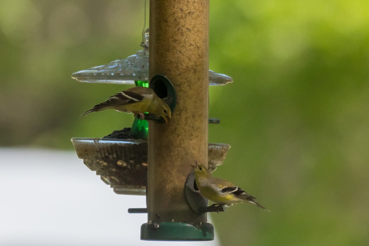 American Goldfinch - ML429180651