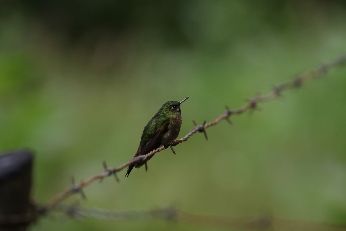 Viridian Metaltail - ML429180841