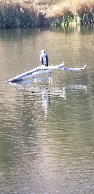 Águila Pescadora - ML429181751