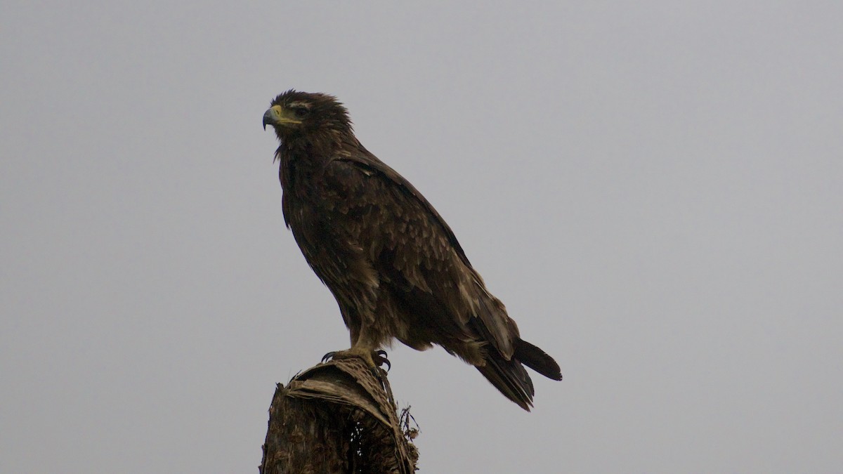 Tawny Eagle - ML429181921