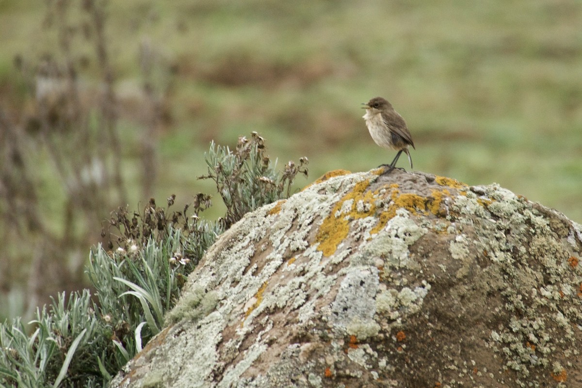 Moorland Chat (Abyssinian) - ML429182171