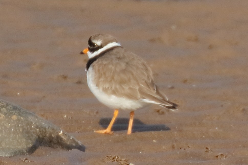 Common Ringed Plover - ML429182241
