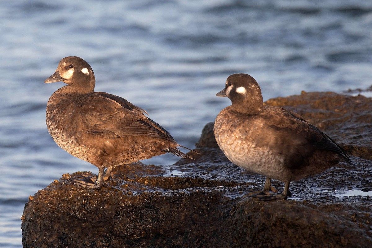 Harlequin Duck - ML429182531