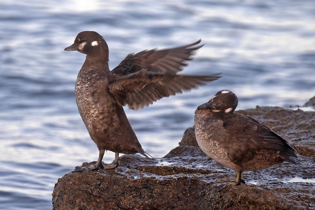 Harlequin Duck - ML429182561