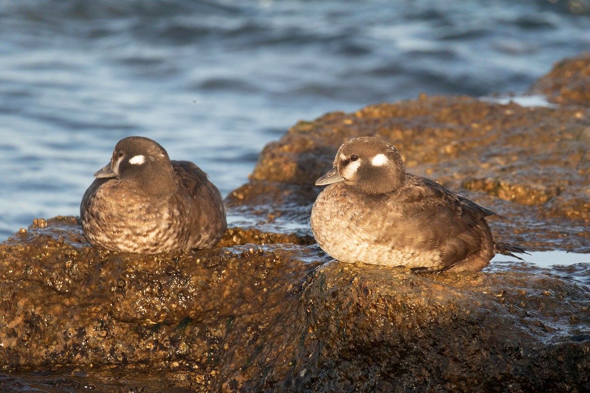 Harlequin Duck - ML429182571