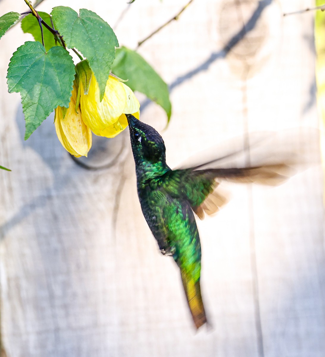 Talamanca Hummingbird - Jocelin Hackathorn