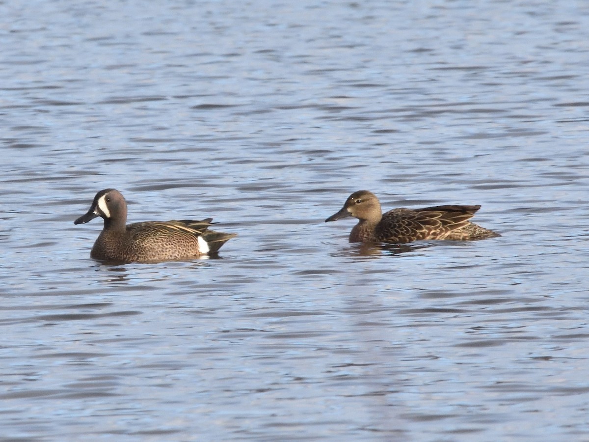Blue-winged Teal - ML429184581