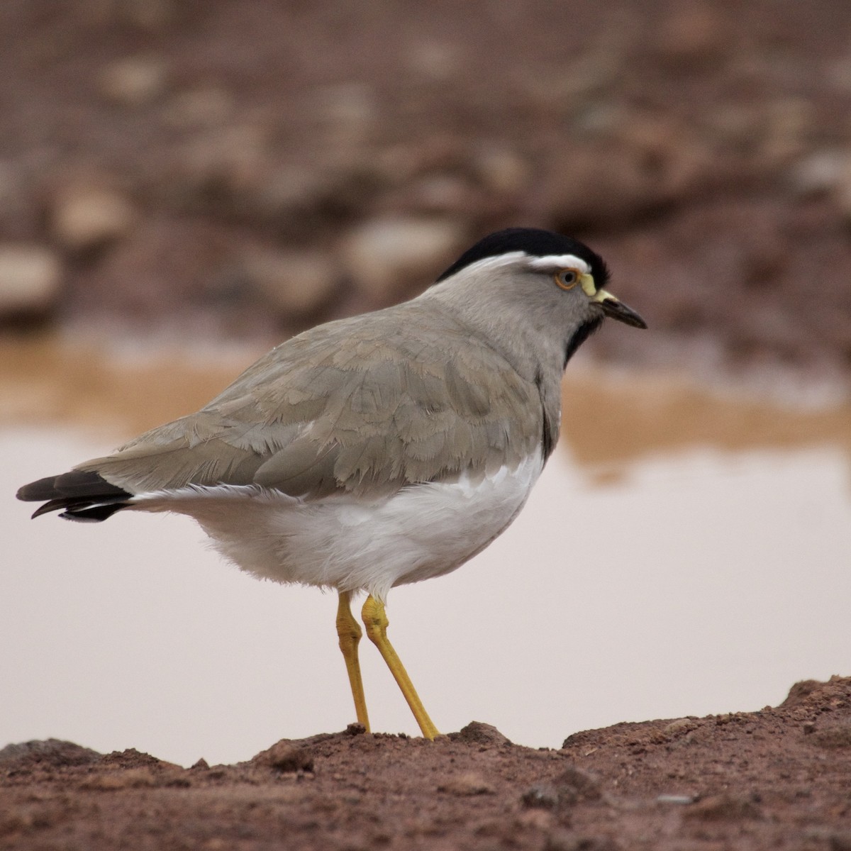 Spot-breasted Lapwing - ML429184701