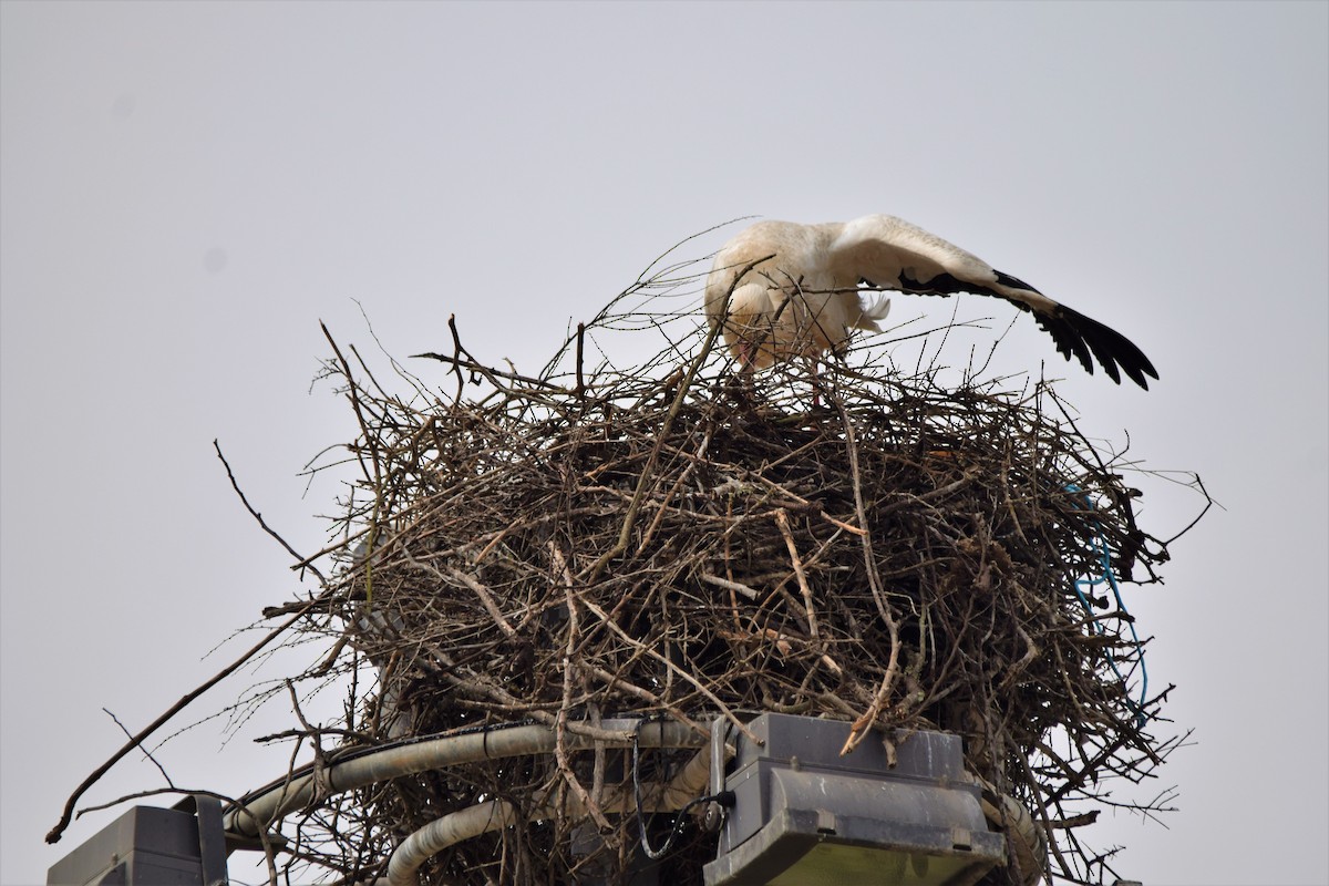 White Stork - ML429184861