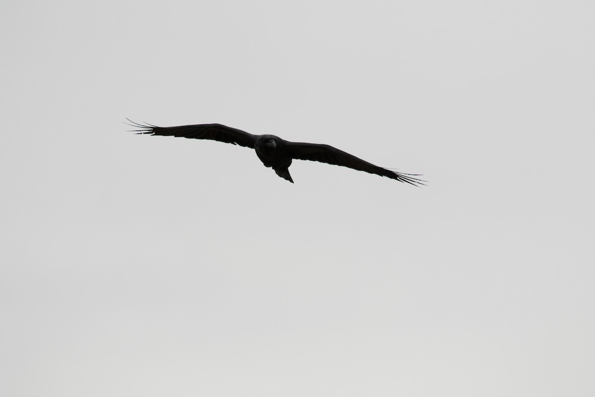 Common Raven - ML429185031