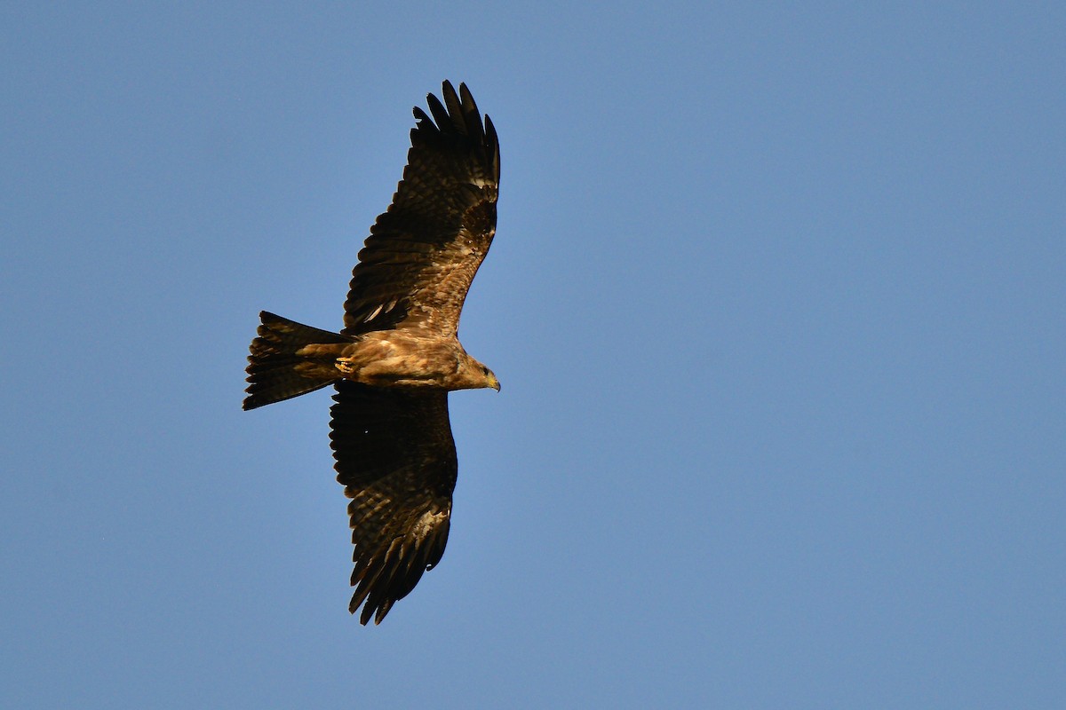 黑鳶 - ML429185901