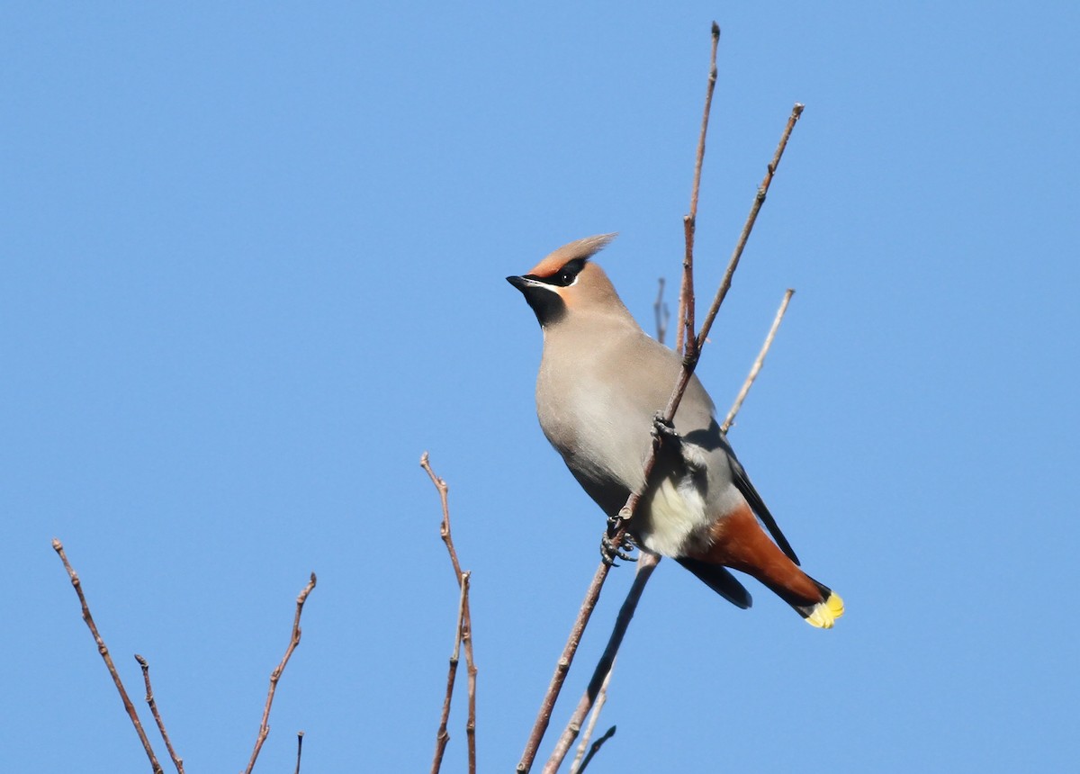 Bohemian Waxwing - ML429187921