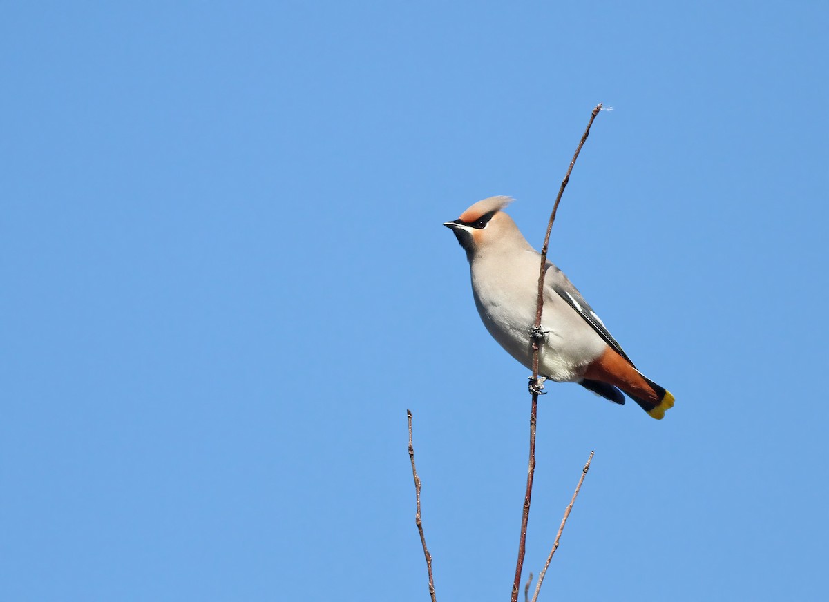 Bohemian Waxwing - ML429187931