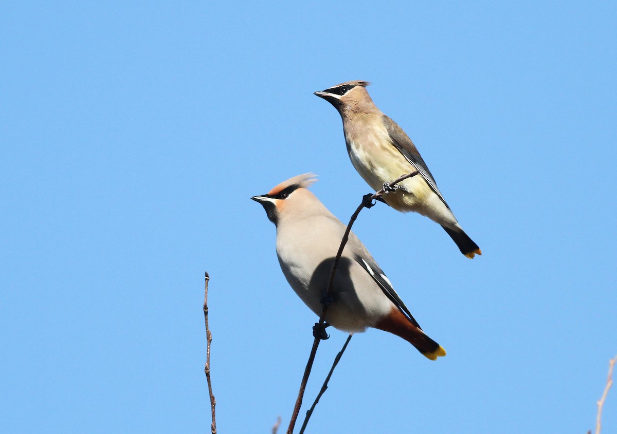 Bohemian Waxwing - ML429187951