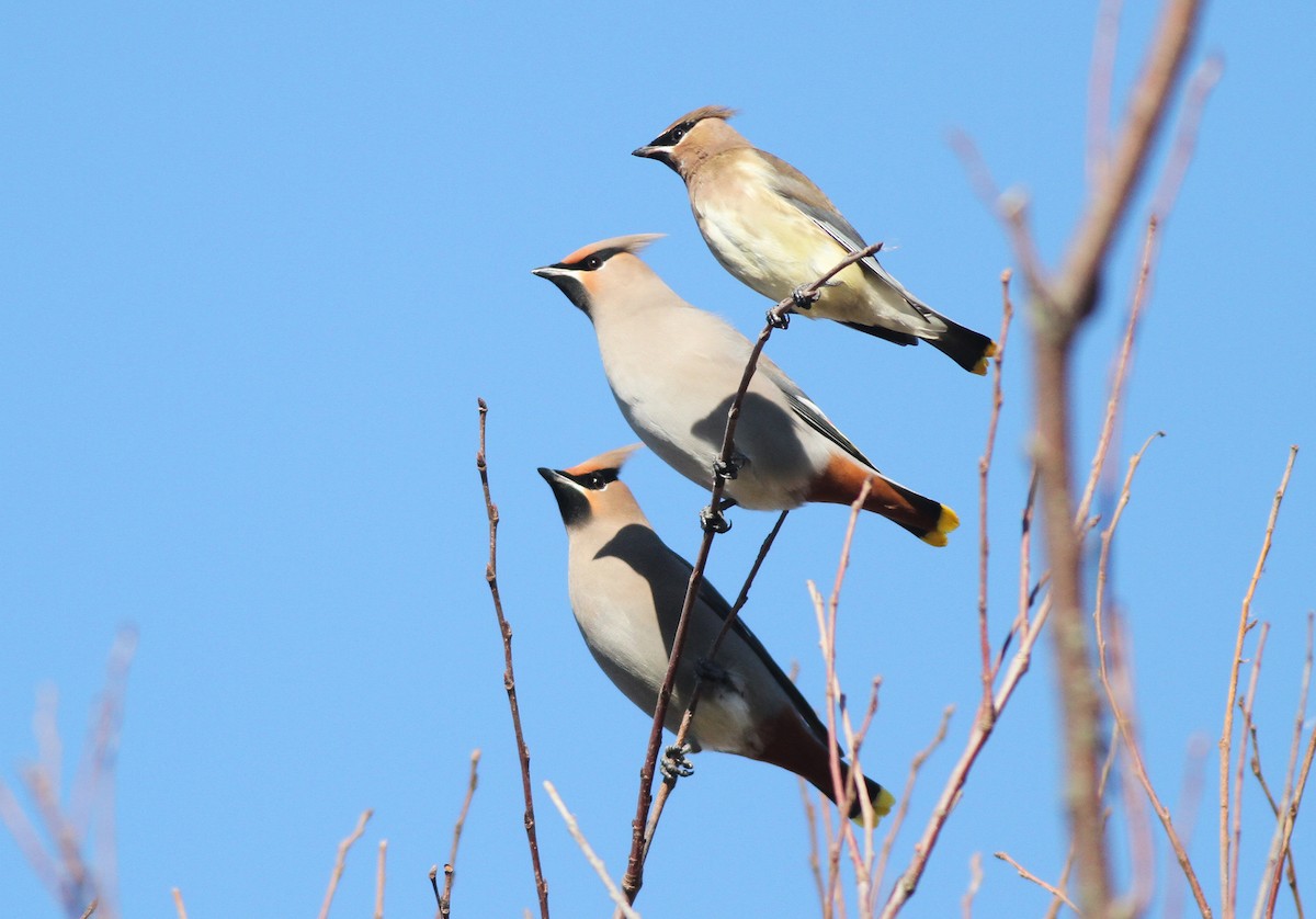 Bohemian Waxwing - ML429187961