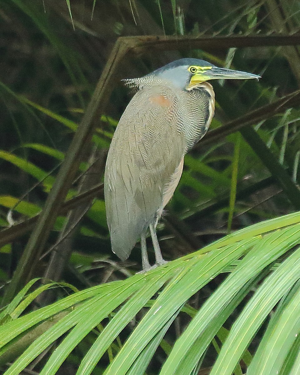 Bare-throated Tiger-Heron - ML429188911