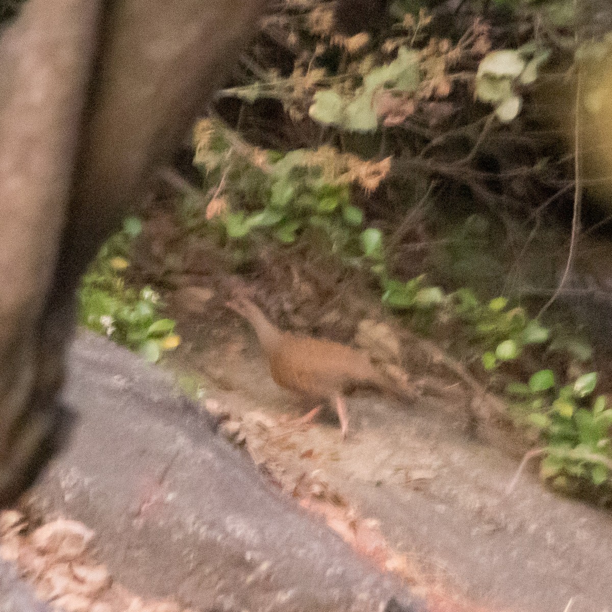 Red Spurfowl - ML429189381