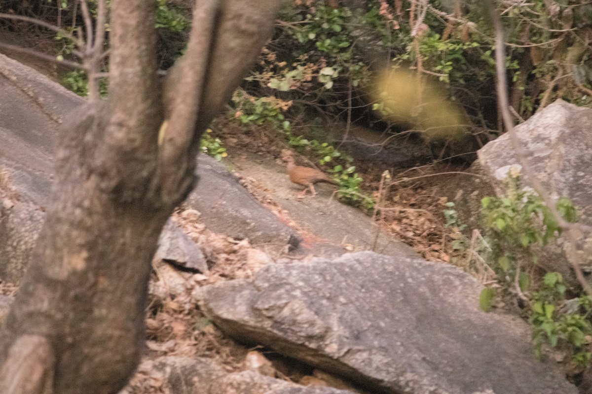 Red Spurfowl - ML429189501